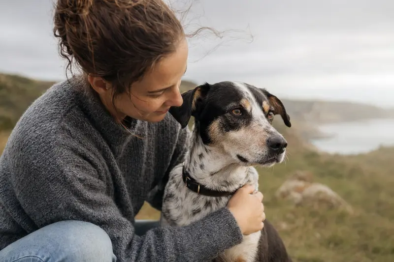 Nahaufnahme eines aufmerksamen Andalusian Mouse-Hunting Dog mit weichem Fell und freundlichem Blick